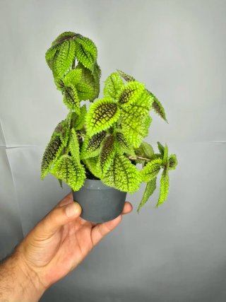 Pilea "Moon Valley "