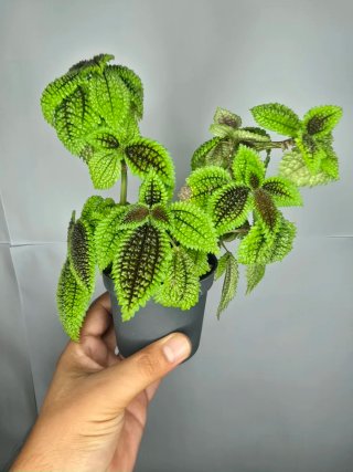 Pilea "Moon Valley "