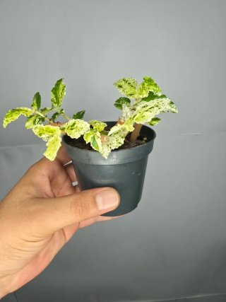 Pellionia "Repens Variegata" baby
