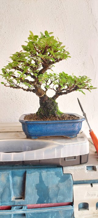 Zelkova nire bonsai