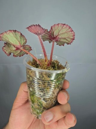 Begonia Rex Planta