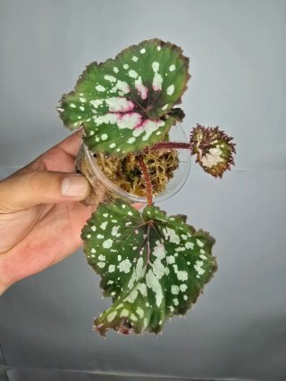 Begonia Rex Planta