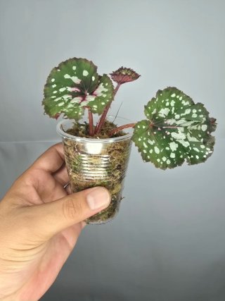 Begonia Rex Planta