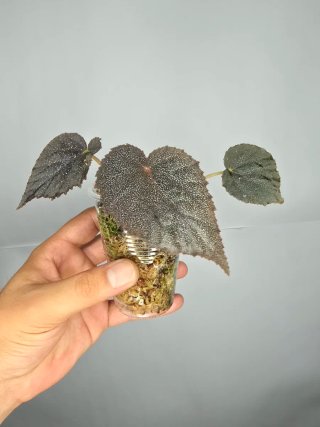 Begonia "Taconite" ( De colección) baby