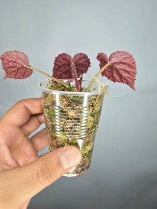 Begonia "Taconite" ( De colección) baby