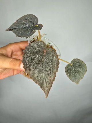 Begonia "Taconite" ( De colección) baby