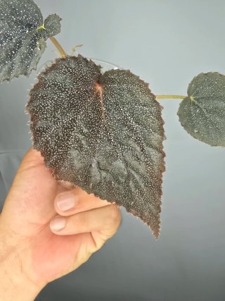 Begonia "Taconite" ( De colección) baby