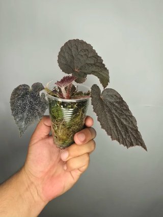 Begonia "Taconite" ( De colección) baby