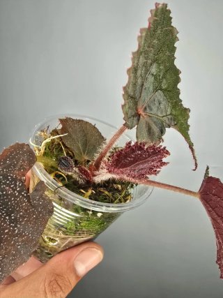 Begonia "Taconite" ( De colección) baby