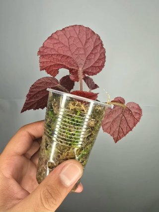 Begonia "Taconite" ( De colección) baby