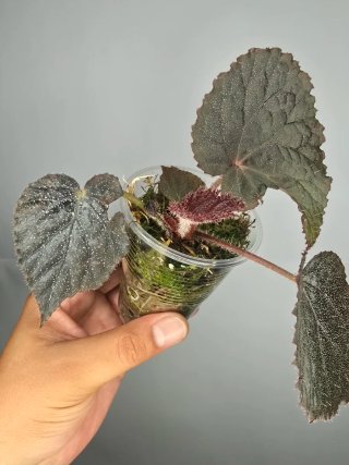 Begonia "Taconite" ( De colección) baby