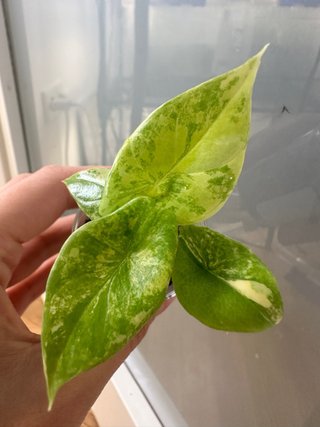 Alocasia Scalprum Aurea