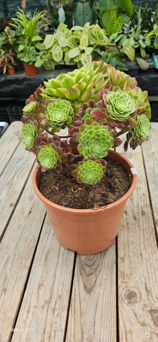 Aeonium Sunrise em bouquet