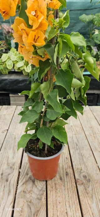 Bougainvillea amarela/laranja