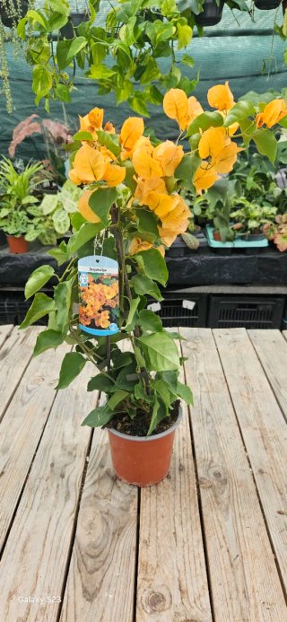 Bougainvillea amarela/laranja