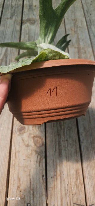Platycerium Superbum