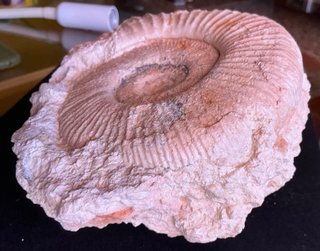 Fósil Amonite Perisphinctes
