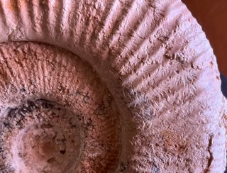 Fósil Amonite Perisphinctes