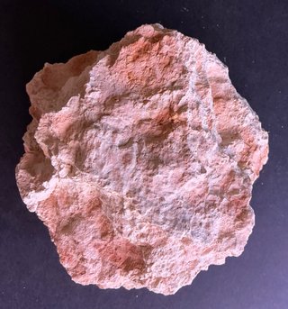 Fósil Amonite Perisphinctes