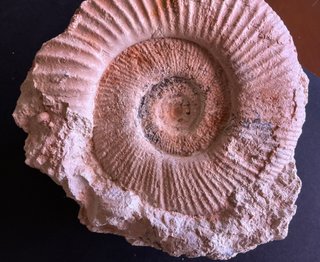 Fósil Amonite Perisphinctes