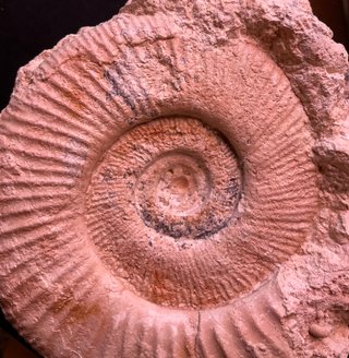 Fósil Amonite Perisphinctes