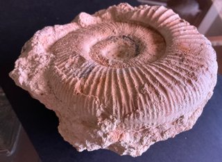 Fósil Amonite Perisphinctes