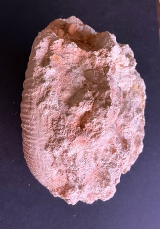 Fósil Amonite Perisphinctes