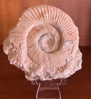 Fósil Amonite Perisphinctes