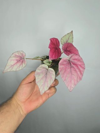 Begonia Rex(Rosa y Plateada)