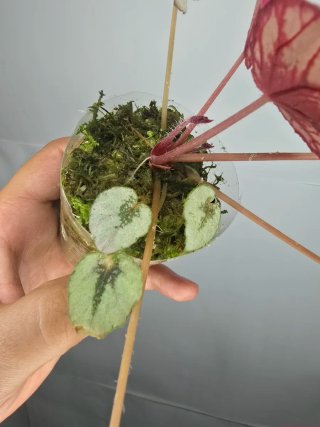 Begonia Rex(Rosa y Plateada)