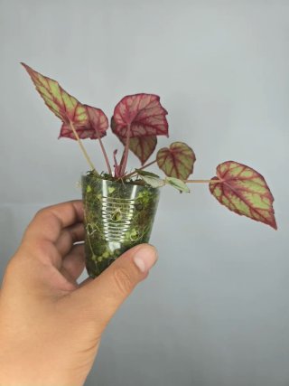 Begonia Rex(Rosa y Plateada)