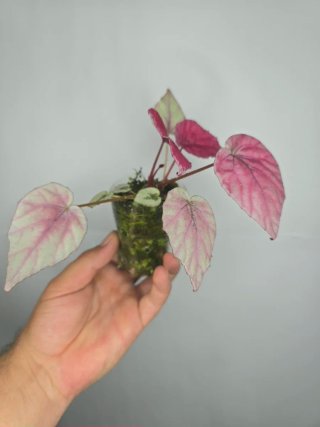 Begonia Rex(Rosa y Plateada)