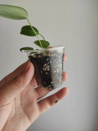 Anthurium pallidiflorum
