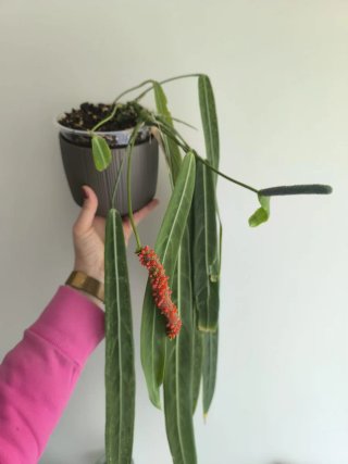 Anthurium pallidiflorum