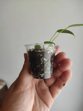 Anthurium pallidiflorum