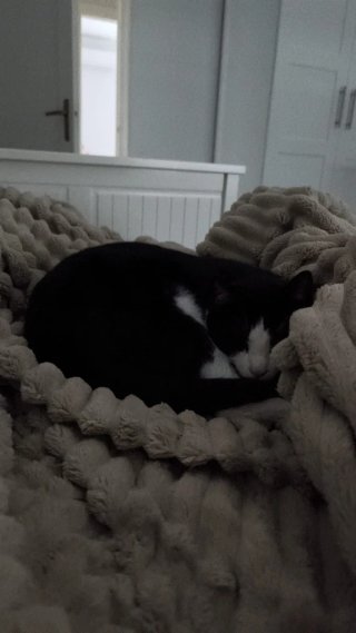 Servicio de limpieza y cuidados personas y animale