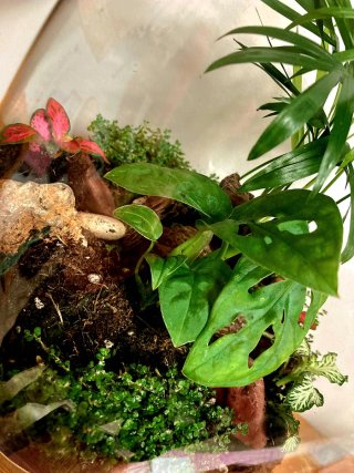 ECOSISTEMAS. Pequeños Universos Vivos.