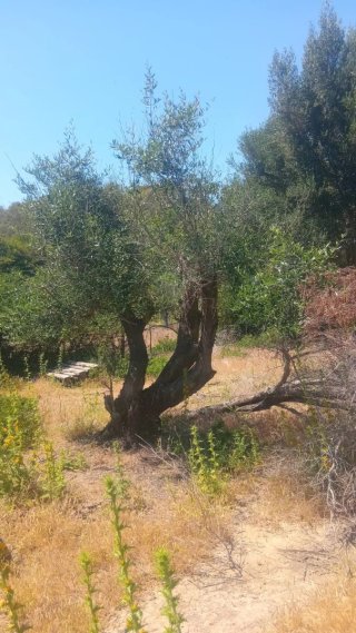 Olivo de 70 años