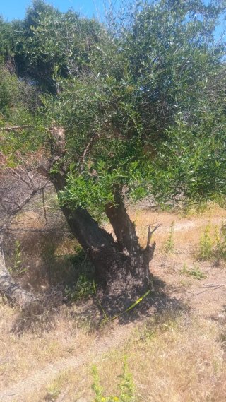 Olivo de 70 años