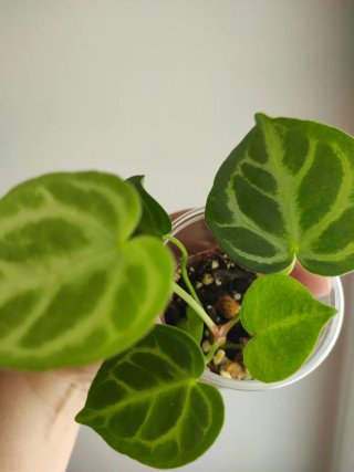 Anthurium crystallinum