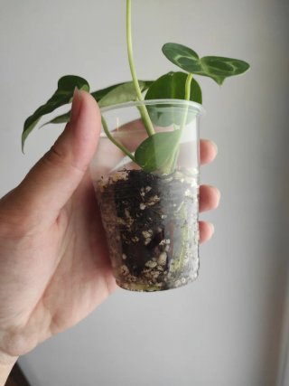 Anthurium crystallinum