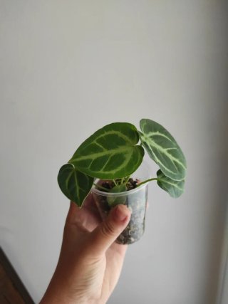 Anthurium crystallinum