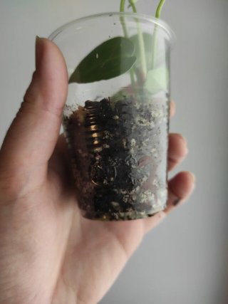 Anthurium crystallinum