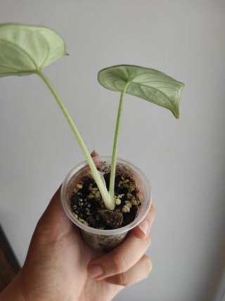 Alocasia Ninja