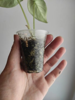 Alocasia Ninja