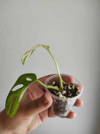 Monstera Adansonii Variegada