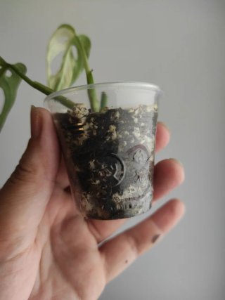 Monstera Adansonii Variegada