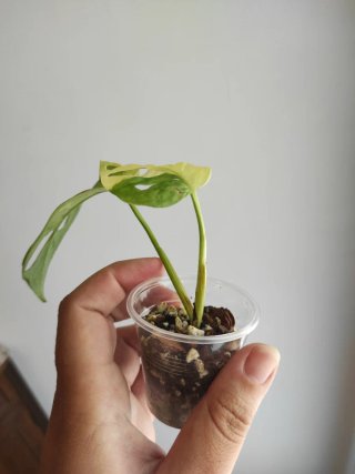 Monstera Adansonii Variegata