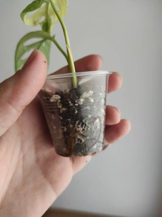 Monstera Adansonii Variegata