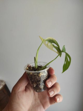 Monstera Adansonii Variegata